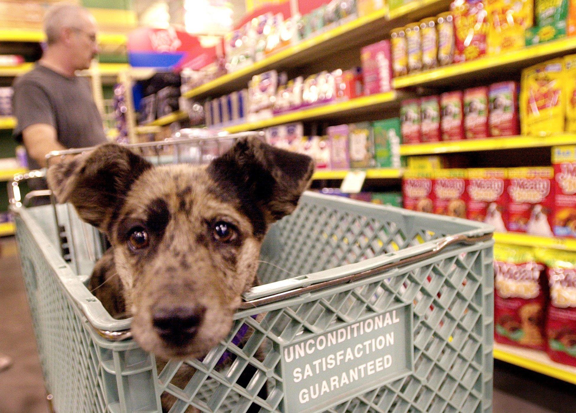 dogs to the grocery store 